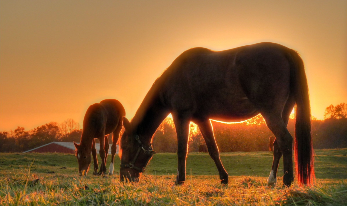 Cavalos